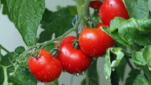 Как получить фантастический урожай томатов и перцев