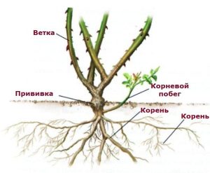Что делать, если роза превратилась в шиповник